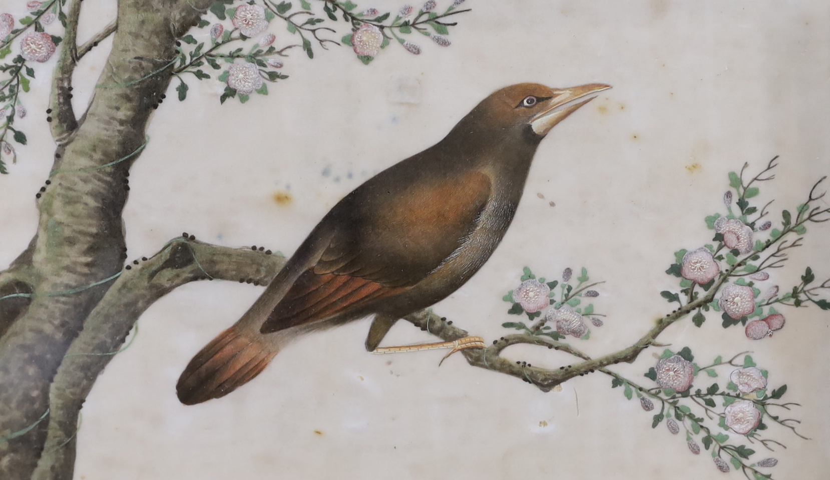 Chinese School, three gouaches on pith paper, Birds amongst flowers, largest 14 x 23cm